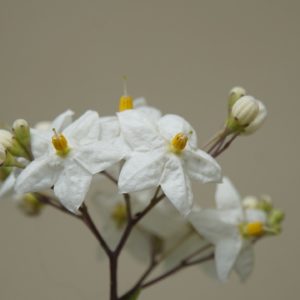 White Jasmine bouquet