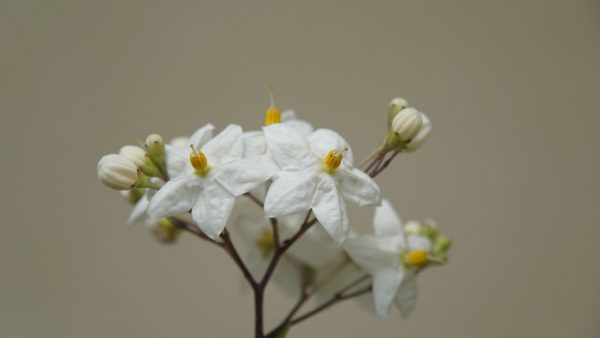 White Jasmine bouquet